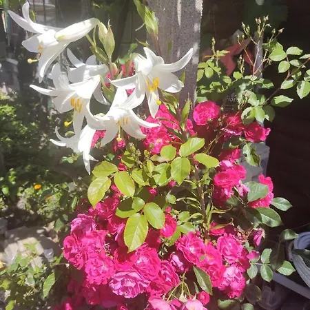 Cactus House Apartment Ovchartsi (Stara Zagora)