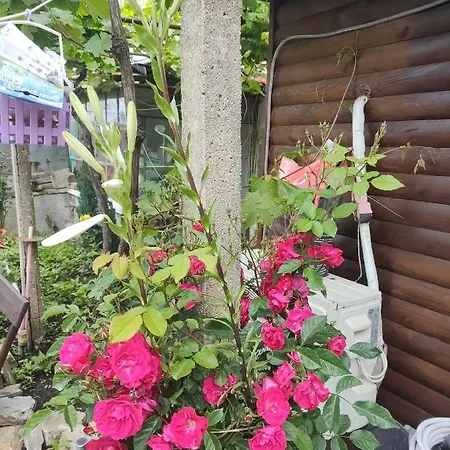 Apartment Cactus House